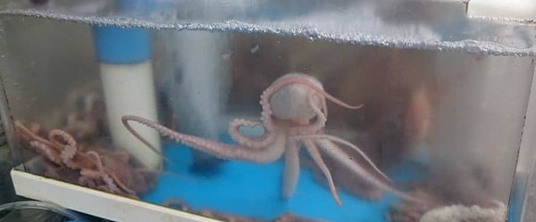 8. Морепродукты занимают очень важное место в южнокорейской кухне.