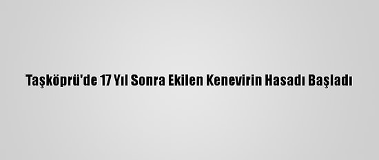 Taşköprü'de 17 Yıl Sonra Ekilen Kenevirin Hasadı Başladı