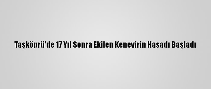 Taşköprü'de 17 Yıl Sonra Ekilen Kenevirin Hasadı Başladı