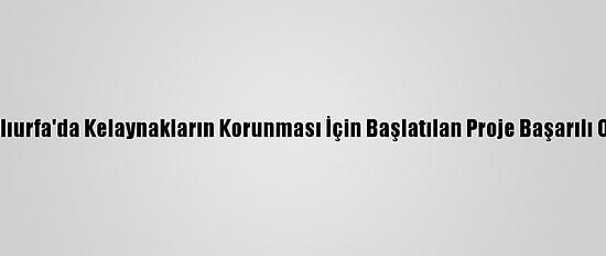 Şanlıurfa'da Kelaynakların Korunması İçin Başlatılan Proje Başarılı Oldu
