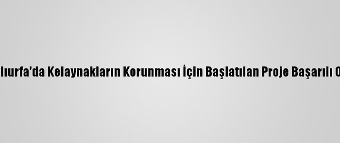 Şanlıurfa'da Kelaynakların Korunması İçin Başlatılan Proje Başarılı Oldu