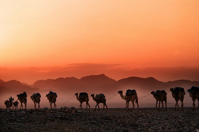 Suudi Arabistan develerini Avustralya'dan ithal eder.