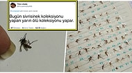 'Nasıl Başladı vs Nasıl Devam Ediyor' Akımı İçin Öldürdüğü Sivrisinekleri Paylaşan Bi' Tuhaf Twitter Kullanıcısı!