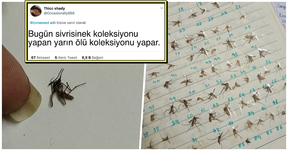 'Nasıl Başladı vs Nasıl Devam Ediyor' Akımı İçin Öldürdüğü Sivrisinekleri Paylaşan Bi' Tuhaf Twitter Kullanıcısı!