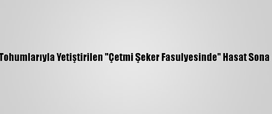 Ata Tohumlarıyla Yetiştirilen "Çetmi Şeker Fasulyesinde" Hasat Sona Erdi