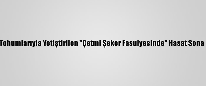 Ata Tohumlarıyla Yetiştirilen "Çetmi Şeker Fasulyesinde" Hasat Sona Erdi