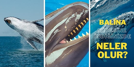 Bir Balina Tarafından Yendiğinizde Başınıza Gelecekleri Biliyor muydunuz?