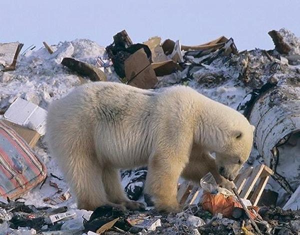 15. Çöplerin içinde yemek arayan bir kutup ayısı.