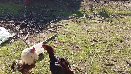 Çocukken Yaz Tatillerinde Köye Gitmeyenlerin Asla Anlayamayacağı 15 Durum