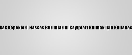 Sokak Köpekleri, Hassas Burunlarını Kayıpları Bulmak İçin Kullanacak