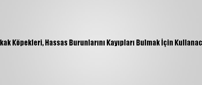 Sokak Köpekleri, Hassas Burunlarını Kayıpları Bulmak İçin Kullanacak