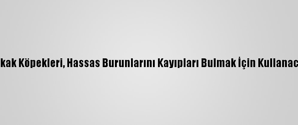Sokak Köpekleri, Hassas Burunlarını Kayıpları Bulmak İçin Kullanacak