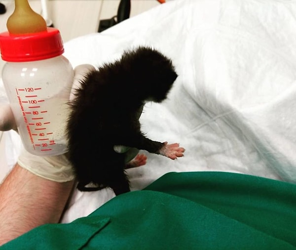 3. Не забирайте домой животное младше 3 месяцев.