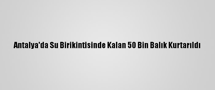 Antalya'da Su Birikintisinde Kalan 50 Bin Balık Kurtarıldı