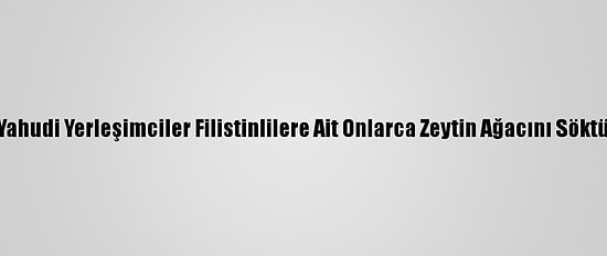 Yahudi Yerleşimciler Filistinlilere Ait Onlarca Zeytin Ağacını Söktü
