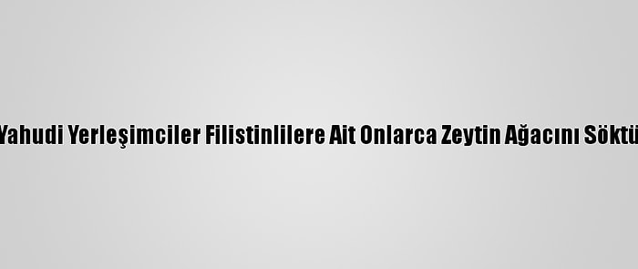 Yahudi Yerleşimciler Filistinlilere Ait Onlarca Zeytin Ağacını Söktü