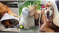 Arkadaşlıklarını Gördüğünüz Anda Yumuş Yumuş Olacağınız Tüylü Dostlarımızdan İçimizi Isıtan 21 Kare