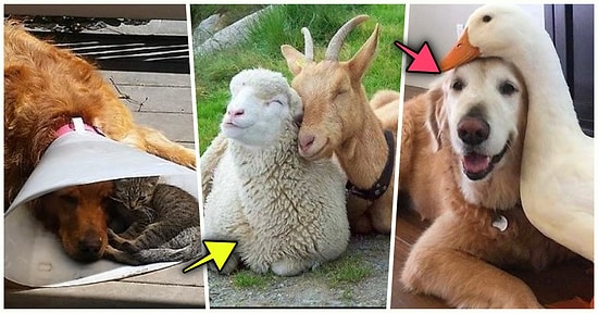 Arkadaşlıklarını Gördüğünüz Anda Yumuş Yumuş Olacağınız Tüylü Dostlarımızdan İçimizi Isıtan 21 Kare