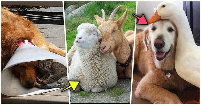 Arkadaşlıklarını Gördüğünüz Anda Yumuş Yumuş Olacağınız Tüylü Dostlarımızdan İçimizi Isıtan 21 Kare