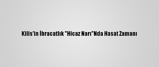 Kilis'in İhracatlık "Hicaz Narı"Nda Hasat Zamanı