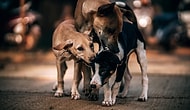 Belediye, Sokak Köpeklerinin Isırdığı Vatandaşa 3 Bin Lira Tazminat Ödeyecek