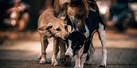 Belediye, Sokak Köpeklerinin Isırdığı Vatandaşa 3 Bin Lira Tazminat Ödeyecek