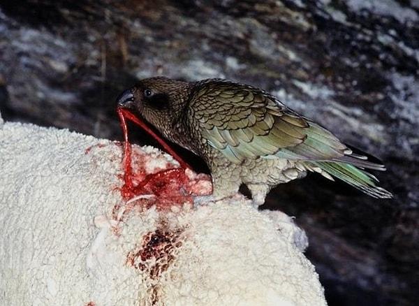 9. Yeni Zelanda'da  koyunları gagalarını kullanarak öldürmekle ünlü bir papağan türü olan 'Kea':