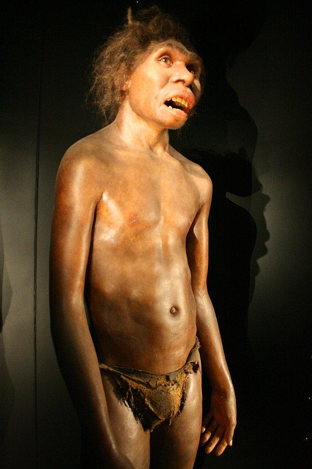 3. Homo Ergaster (1,8 - 1,3 milyon yıl önce)