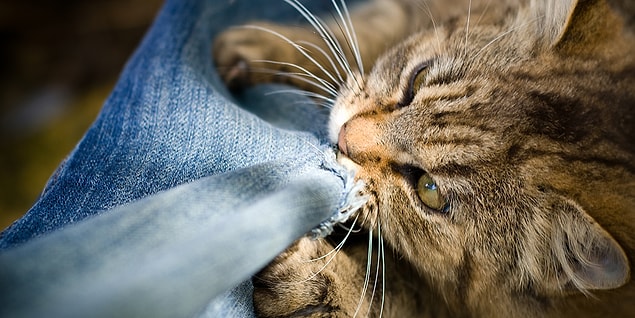 15. Pourquoi attaquent-ils soudainement vos pieds en marchant ?