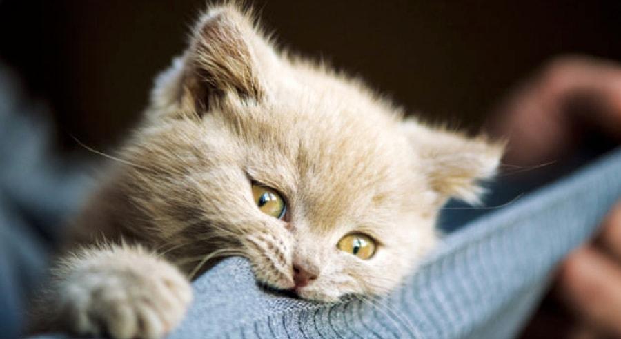 Kediler Neden Ayak Ucunda Uyurlar Kedi Hayvanlari Blog