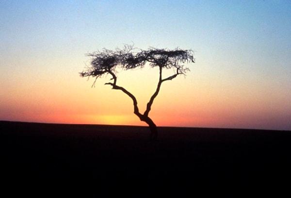 15. Tenere ağacı, Sahra Çölü