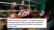 Kafes Sistemi Yumurtacılığıyla Tavuklara Yapılmakta Olan Eziyetin Boyutlarını Öğrenince İçiniz Sızlayacak