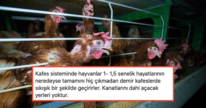 Kafes Sistemi Yumurtacılığıyla Tavuklara Yapılmakta Olan Eziyetin Boyutlarını Öğrenince İçiniz Sızlayacak