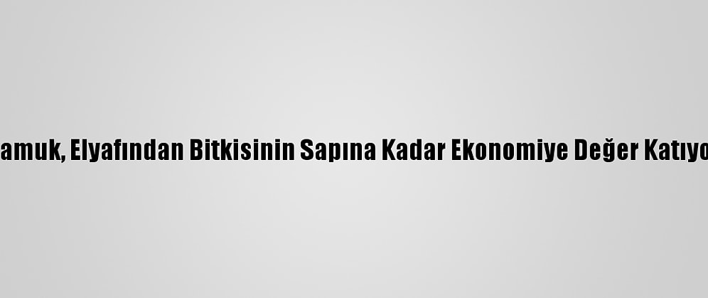 Pamuk, Elyafından Bitkisinin Sapına Kadar Ekonomiye Değer Katıyor