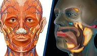 Bilim İnsanları Testis Kanseri İçin Araştırma Yaparken Kafatasımızda Daha Önce Tanımlanmamış Yeni Bir Organ Keşfetti