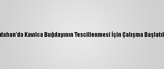 Ardahan'da Kavılca Buğdayının Tescillenmesi İçin Çalışma Başlatıldı