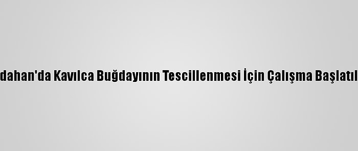 Ardahan'da Kavılca Buğdayının Tescillenmesi İçin Çalışma Başlatıldı