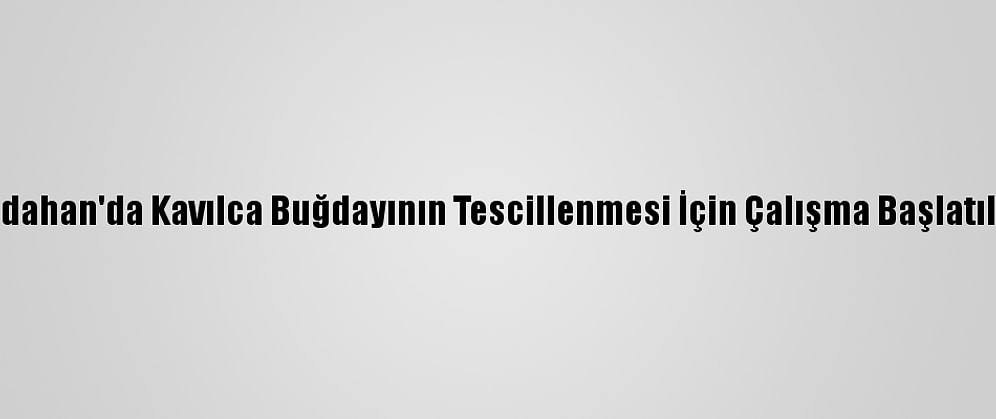 Ardahan'da Kavılca Buğdayının Tescillenmesi İçin Çalışma Başlatıldı