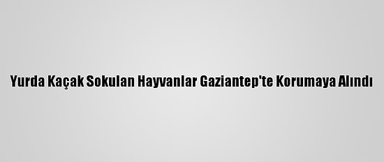 Yurda Kaçak Sokulan Hayvanlar Gaziantep'te Korumaya Alındı