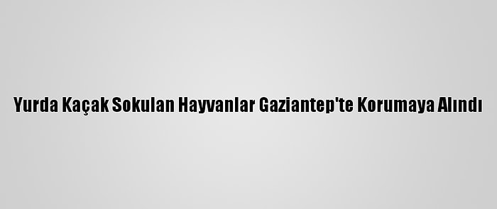 Yurda Kaçak Sokulan Hayvanlar Gaziantep'te Korumaya Alındı