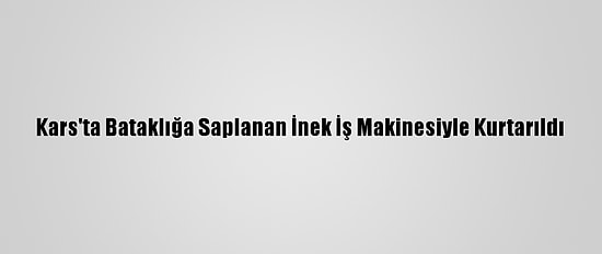 Kars'ta Bataklığa Saplanan İnek İş Makinesiyle Kurtarıldı