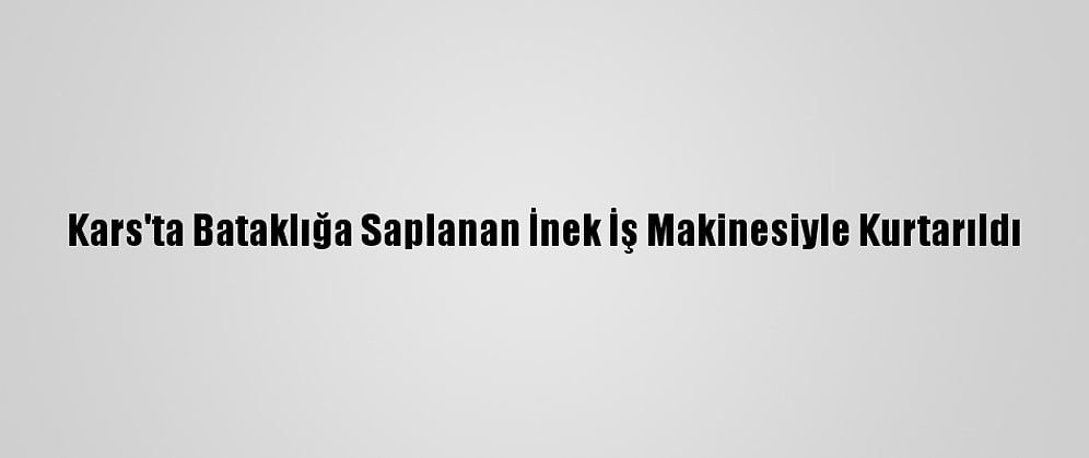 Kars'ta Bataklığa Saplanan İnek İş Makinesiyle Kurtarıldı