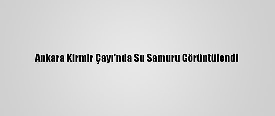 Ankara Kirmir Çayı'nda Su Samuru Görüntülendi