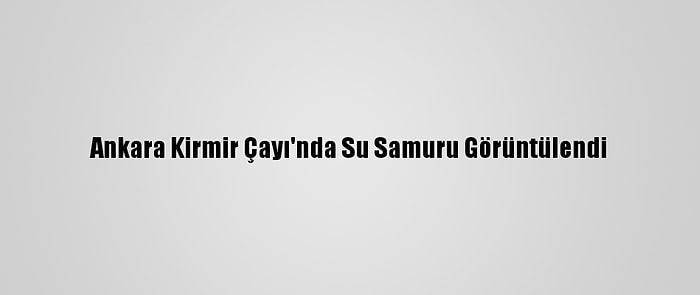 Ankara Kirmir Çayı'nda Su Samuru Görüntülendi