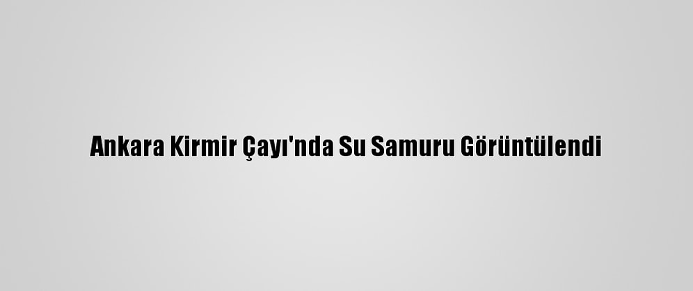 Ankara Kirmir Çayı'nda Su Samuru Görüntülendi
