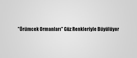 "Örümcek Ormanları" Güz Renkleriyle Büyülüyor