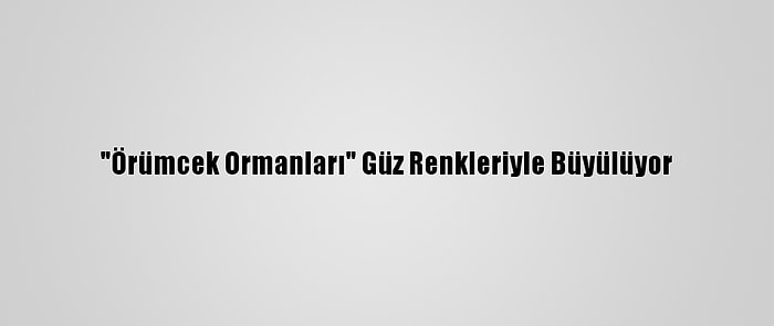 "Örümcek Ormanları" Güz Renkleriyle Büyülüyor