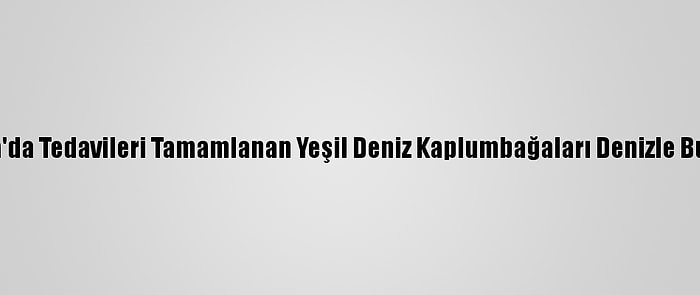 Muğla'da Tedavileri Tamamlanan Yeşil Deniz Kaplumbağaları Denizle Buluştu