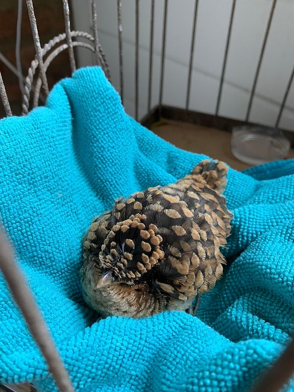 13. Крохотный птенец, сильно смахивающий на сосновую шишку.