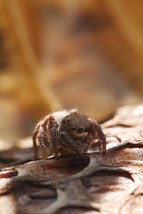 10. Грустный паук-скакун